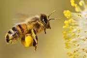 روز جهانی زنبور عسل بهانه‌ای برای کسب آگاهی و مراقب بیشتر از این موجود حیاتی